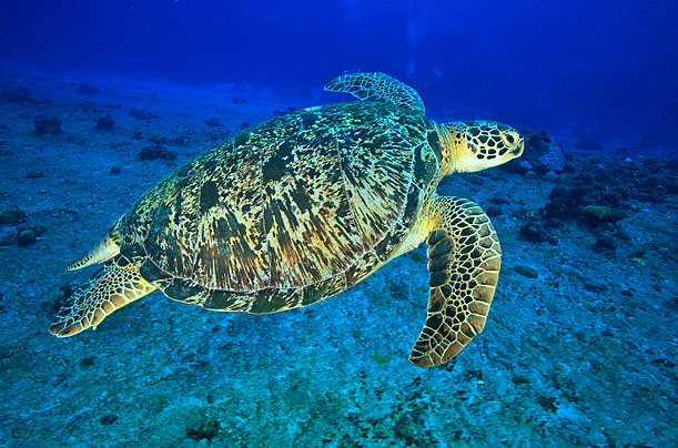 TIME magazine on Sylvia Earle, Mission Blue and the quest to save the ...