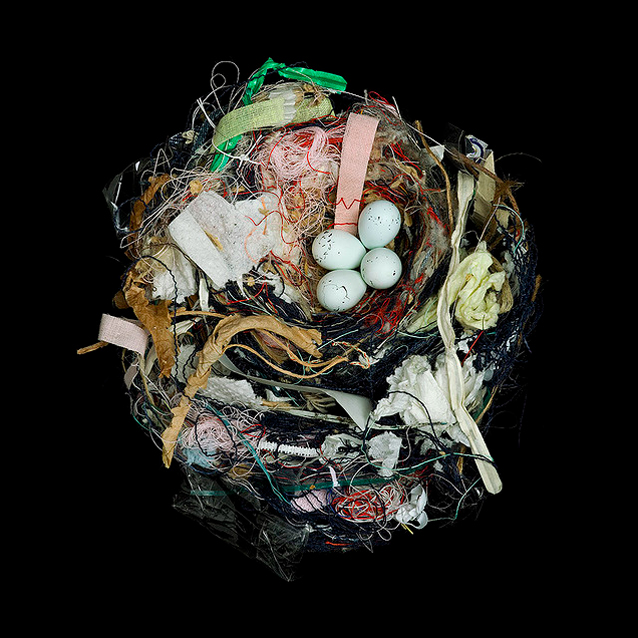 「写真集　鳥の巣」SHARON BEALS グラフィック社 写真集 鳥の巣 50個の巣と、50種の鳥たち | シャーロン・ビールズ