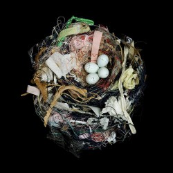 The fragile beauty of birds’ nests: Sharon Beals at TED2012