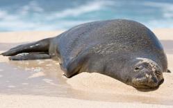 Dive into ocean news on mission-blue.org