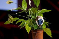 Open-source your projects — and upload them to space: Massimo Banzi at TEDGlobal 2012