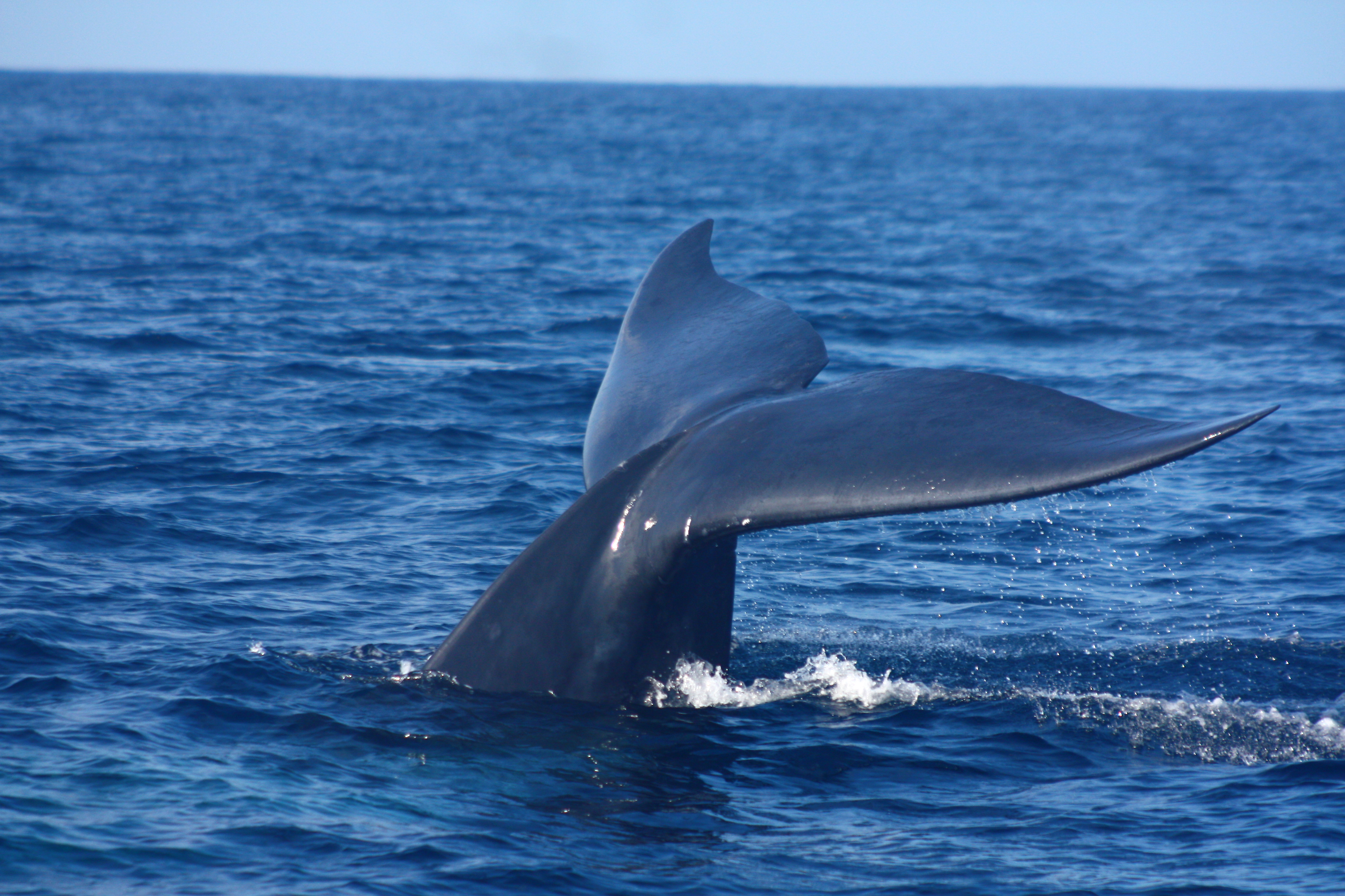 Жизнь синих китов. Голубой кит. Синий кит блювал. Кит фото. Голубой кит фото.
