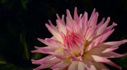 Playlist: Talks to make you thankful this Thanksgiving