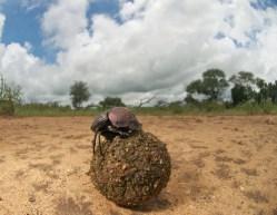 7 talks that contain fascinating facts about beetles