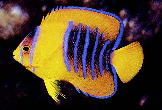 Encyclopedia of Life: A primer in primary colors | TED Blog