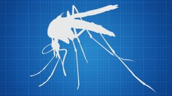 5 talks about mosquitos—and how to stop their buzzing