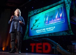 The language of dolphins: Denise Herzing at TED2013