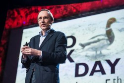 How a dead duck changed my life: Kees Moeliker at TED2013