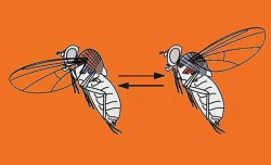 7 talks about fruit flies