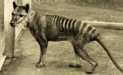 7 reasons why we should bring back the Tasmanian tiger