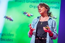 The big bee bummer: Marla Spivak at TEDGlobal 2013
