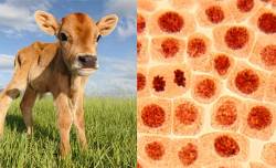 Would you eat 3D-printed meat? 7 vegetarians and vegans reflect