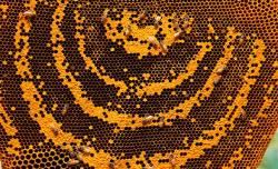 What is it about bees? Three experts on why they’re fascinating, why they’re dying, what can save them