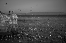 Fellows Friday: A magical oceanic feeding frenzy, up close and personal, in stunning detail