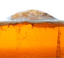 When science meets sartorial: the skirt and shoe made from kombucha