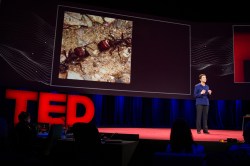 What we can learn from the Anternet: Deborah Gordon at TED2014