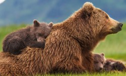 The misunderstood grizzly: A TED-Ed conversation on why brown bears deserve respect, not fear