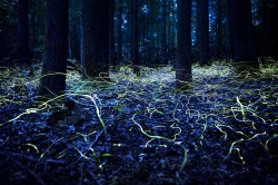 Peak season for fireflies, the meaning of the word ‘slash’ and architecture made of paper tubes