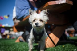 Poll: Do you understand your pet’s emotions, and do they understand yours? The TED community answers