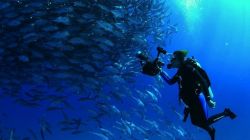 Mission Blue chronicles the life, loves and calling of ocean champion Sylvia Earle
