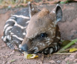 10 things you need to know about tapirs (psst: there’s a baby tapir named TED)