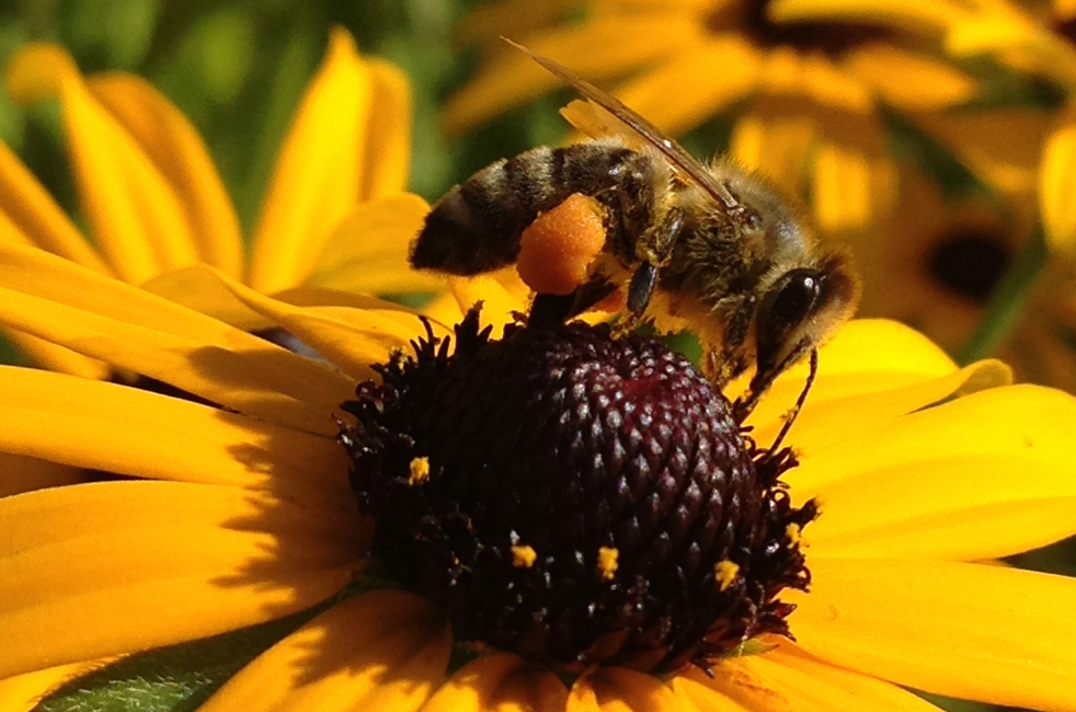 A different kind of investment company, inspired by honeybees and TED ...