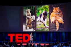 Building an AI with the intelligence of a toddler: Fei-Fei Li at TED2015