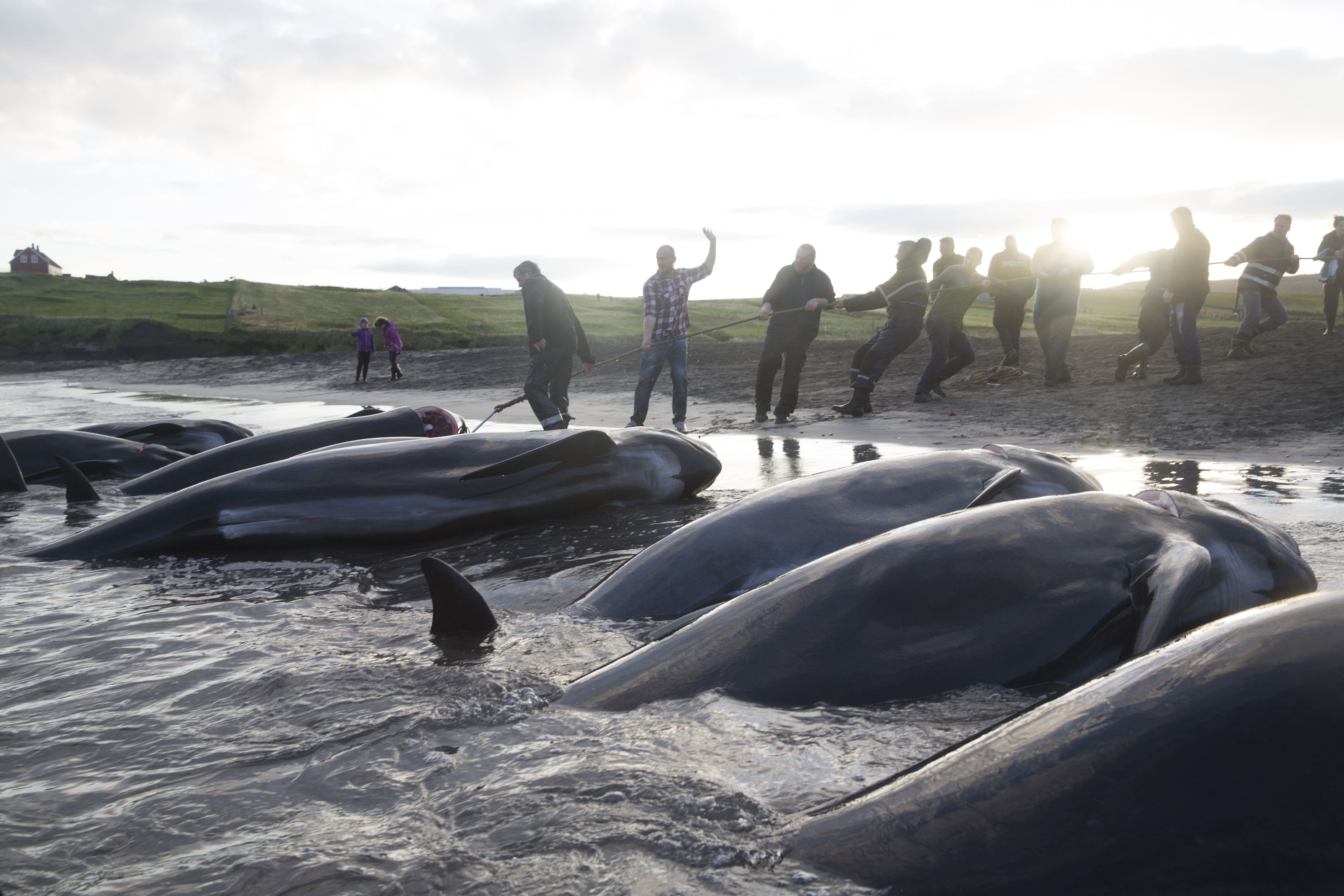 Tradition or travesty? A TED Fellow’s documentary investigates the
complexities of whale hunting in the Faroe Islands