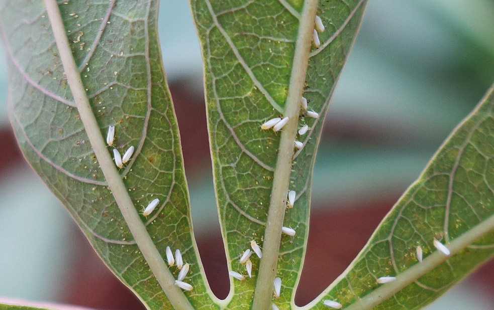 How a TED Fellow is working to save cassava from whiteflies | TED Blog