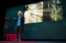 Forest for the trees: Suzanne Simard at TEDSummit