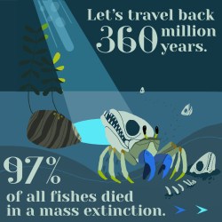 Gallery: Who won the evolutionary race in our oceans?