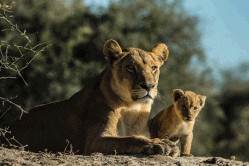 A sobering new video from Beverly and Dereck Joubert on World Lion Day