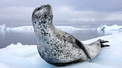 A photograph by Paul Nicklen shows the tragedy of extinction, and more news from TED speakers